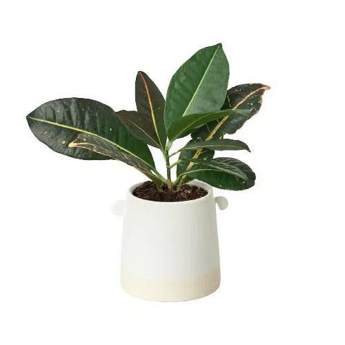 Knob Cylinder Pot - 5 Inch-Accessories ($10 Ship/31oz)-American Plant Supply