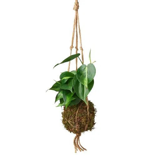 Kokedama Moss Ball Hanging Plant-Default-American Plant Supply