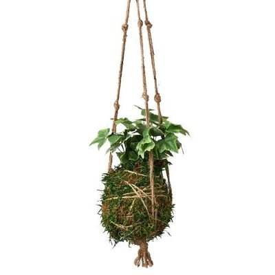 Kokedama Moss Ball Hanging Plant