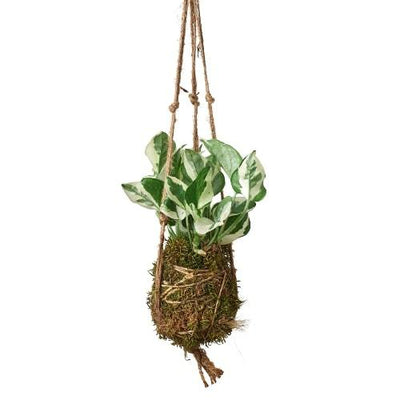 Kokedama Moss Ball Hanging Plant