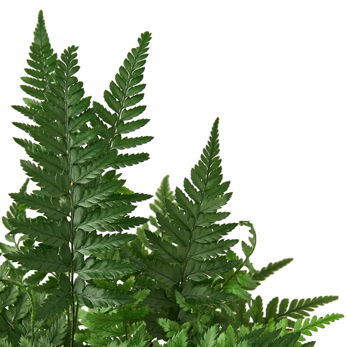 'Korean Rock' Fern-Indoor Plants-American Plant Supply