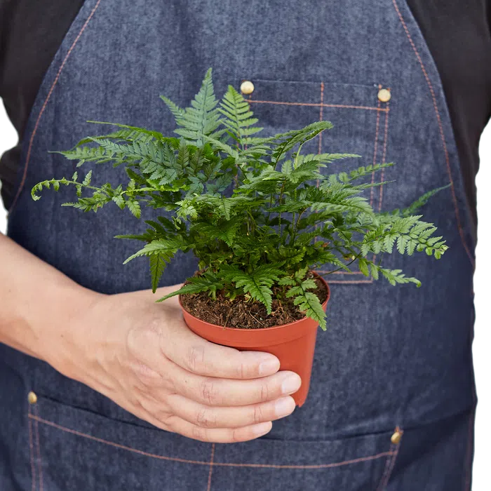 'Korean Rock' Fern-Indoor Plants-American Plant Supply