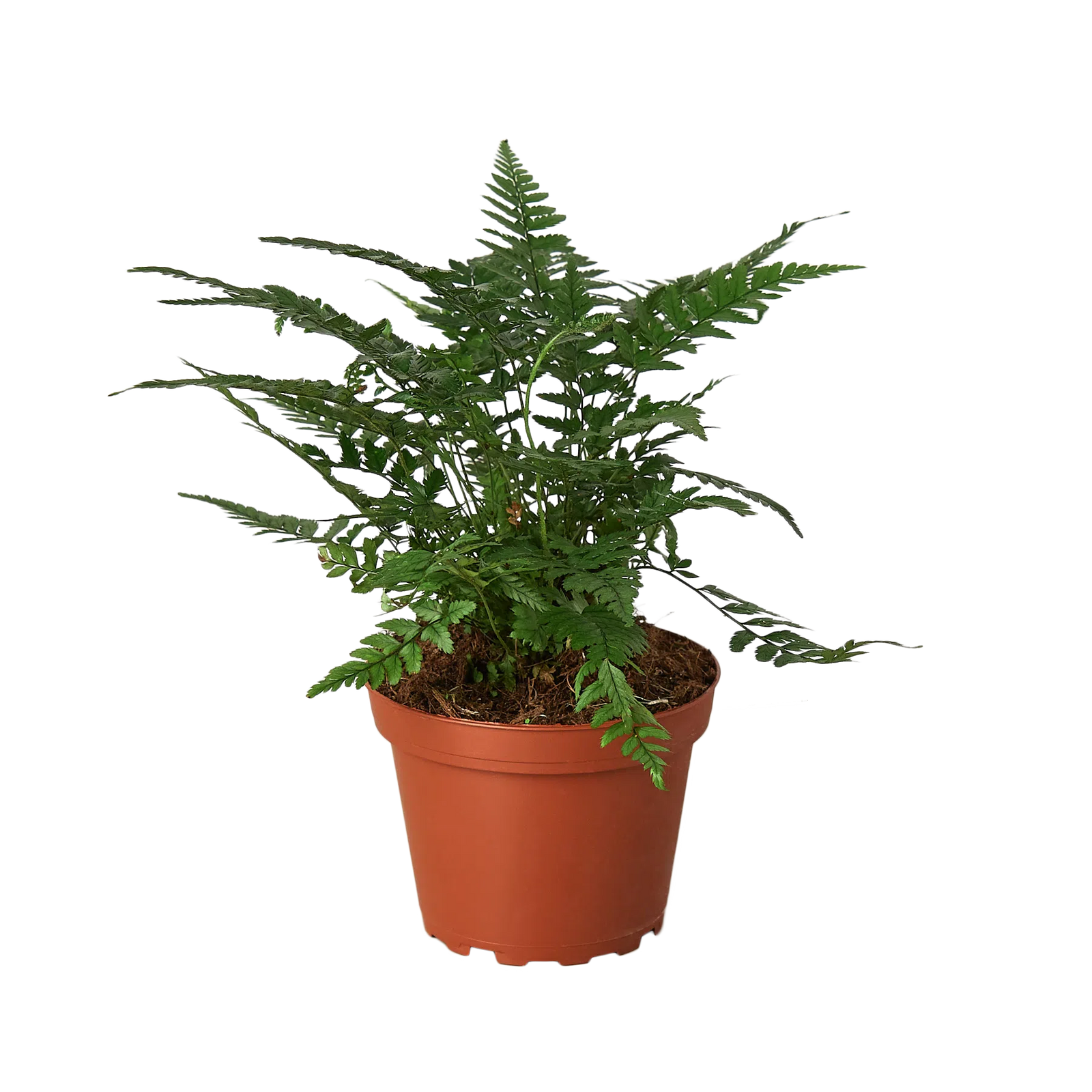 'Korean Rock' Fern-Indoor Plants-American Plant Supply