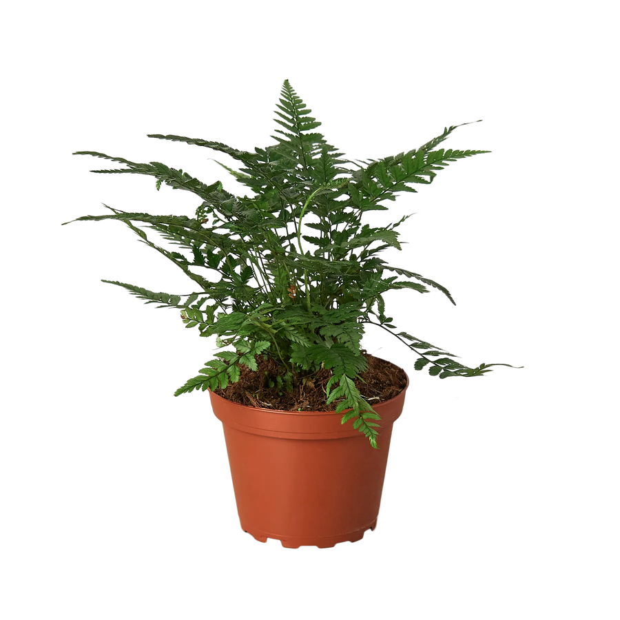 'Korean Rock' Fern-Indoor Plants-American Plant Supply