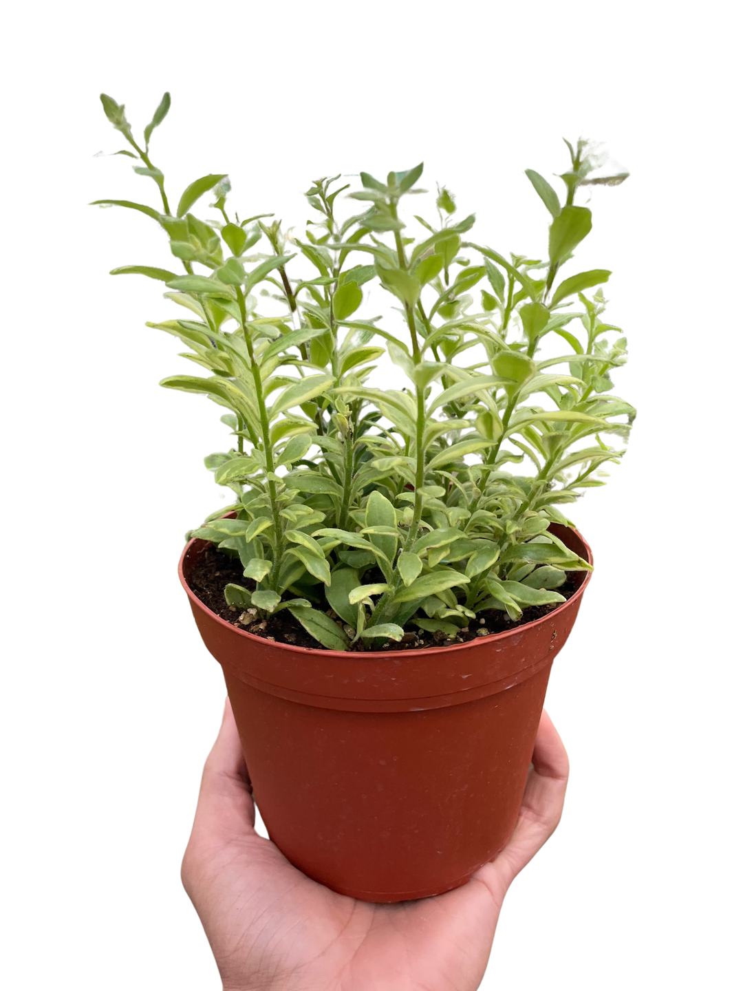 Lipstick 'Bolero Bicolore'-4" Plant-American Plant Supply