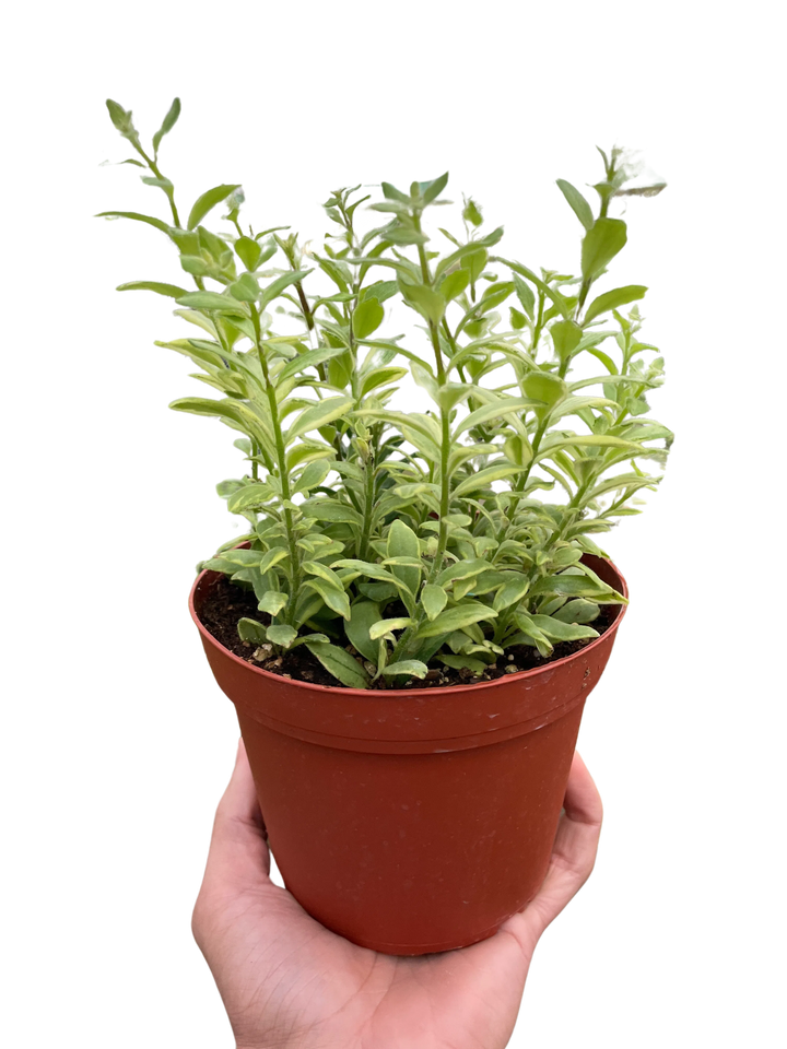 Lipstick 'Bolero Bicolore'-4" Plant-American Plant Supply