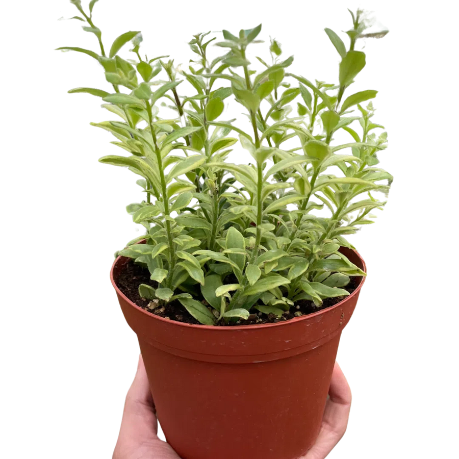 Lipstick 'Bolero Bicolore'-4" Plant-American Plant Supply