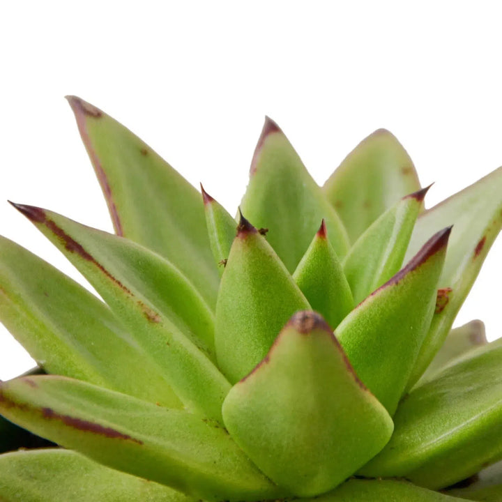 Lipstick Echeveria-Succulent-American Plant Supply