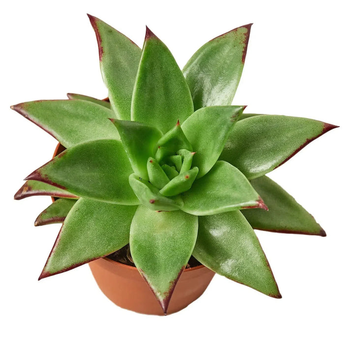 Lipstick Echeveria-Succulent-American Plant Supply