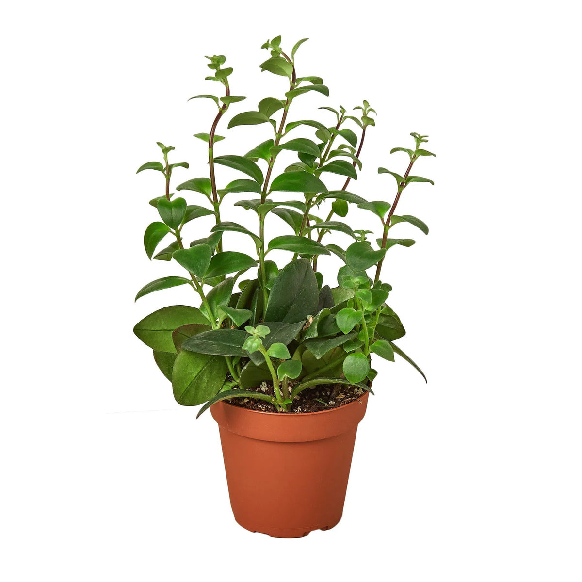 Lipstick Plant-4" Plant-American Plant Supply