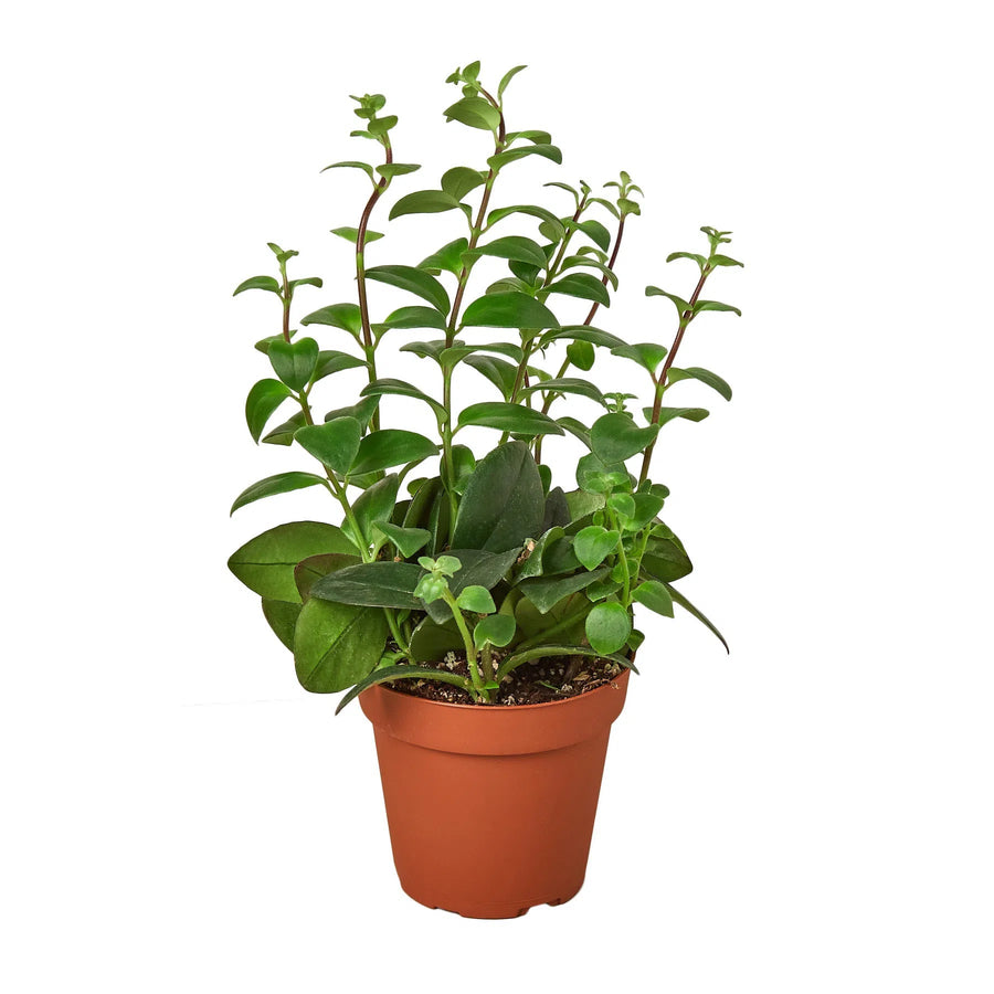 Lipstick Plant-4" Plant-American Plant Supply