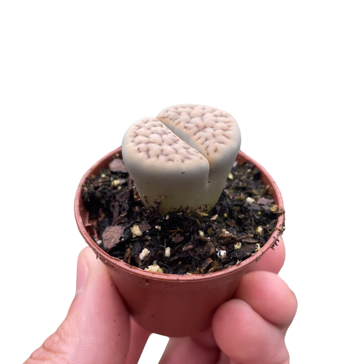 living stone succulent for sale Lithop Living Stone exclusive at American Plant Supply