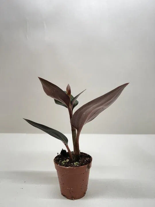 Ludisia Discolor-4" Plant-American Plant Supply