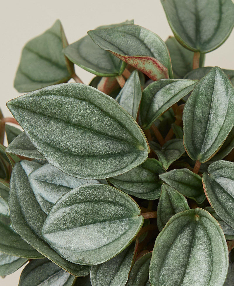 Peperomia &