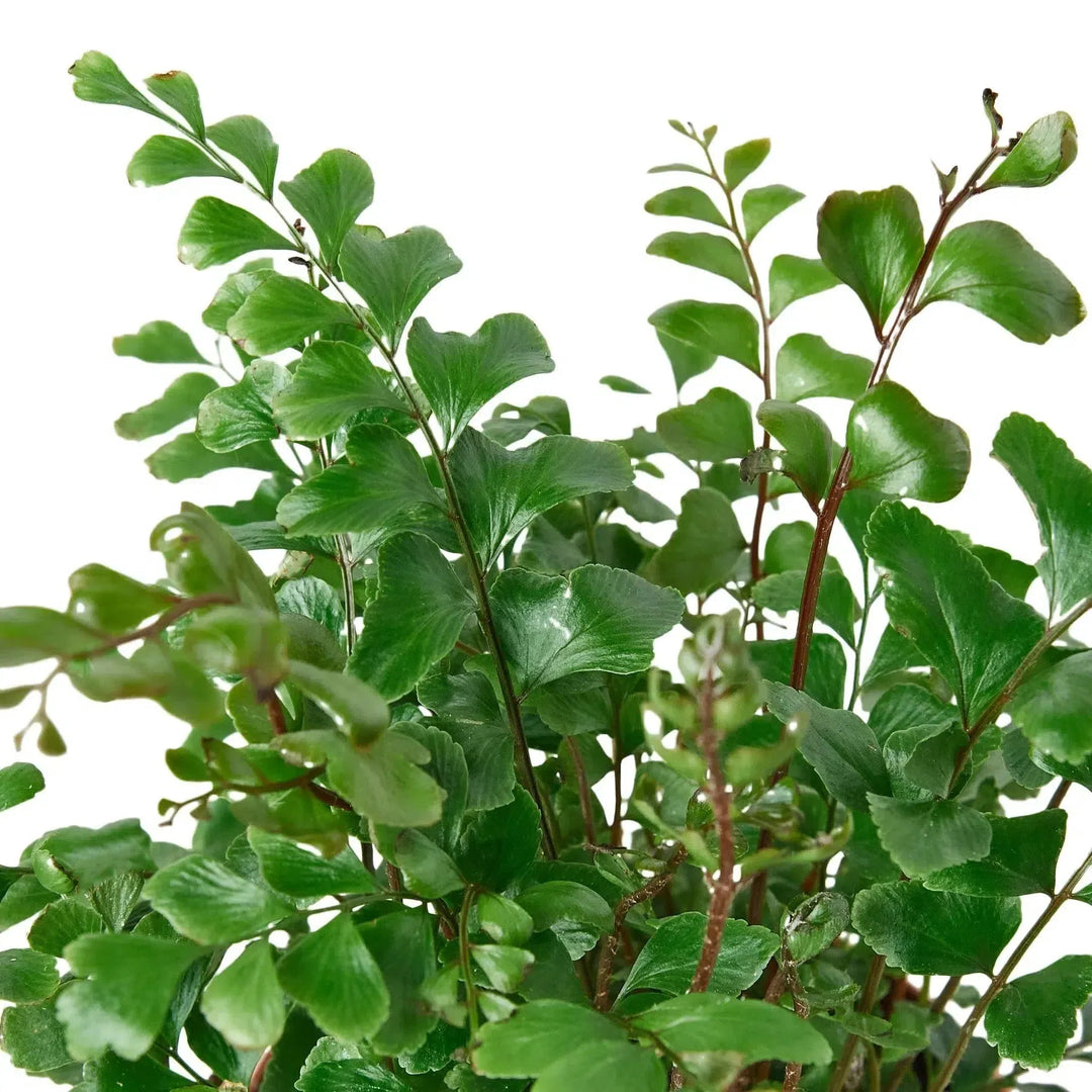 Mahogany Fern-Indoor Plants-American Plant Supply