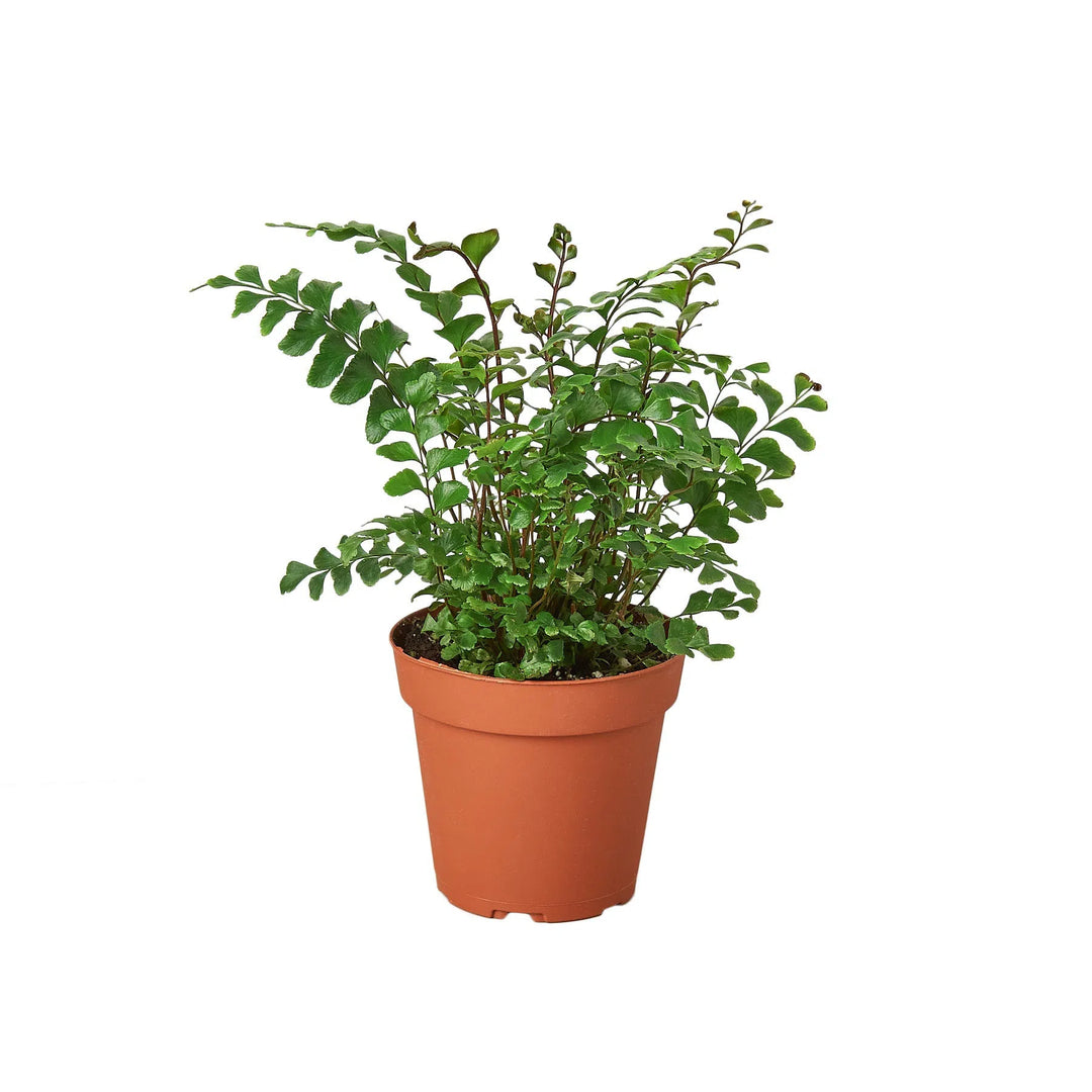 Mahogany Fern-Indoor Plants-American Plant Supply