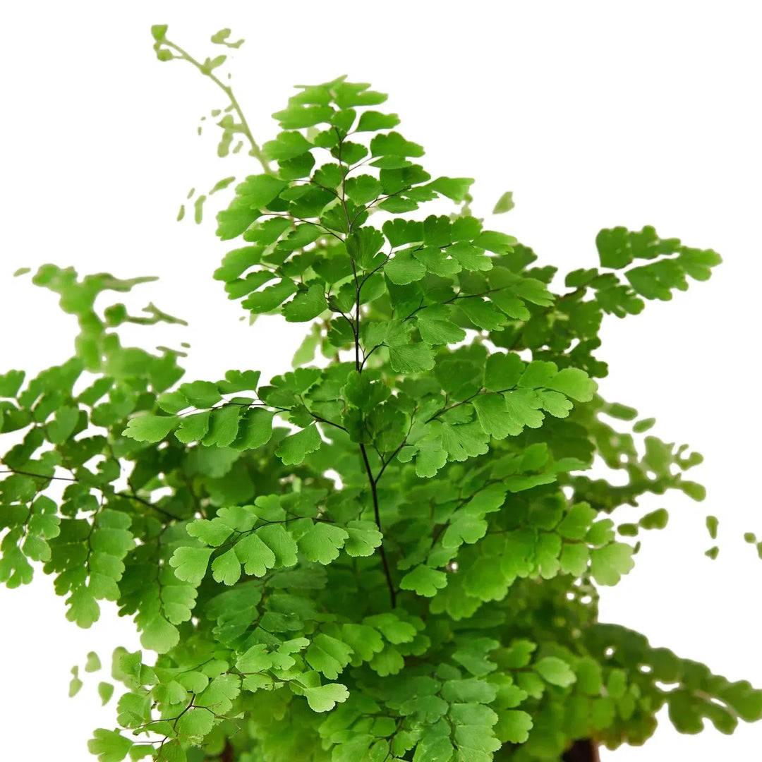 Maidenhair Fern-Indoor Plants-American Plant Supply