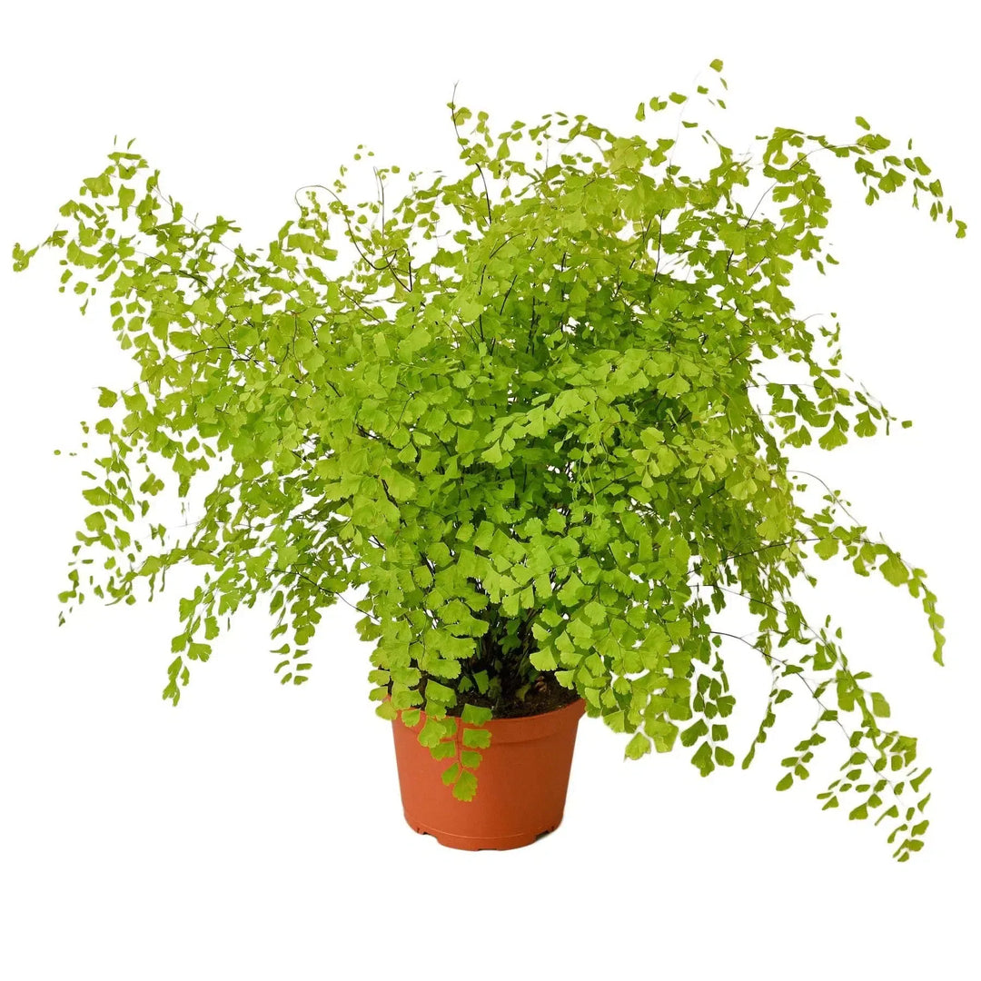 Maidenhair Fern-Indoor Plants-American Plant Supply