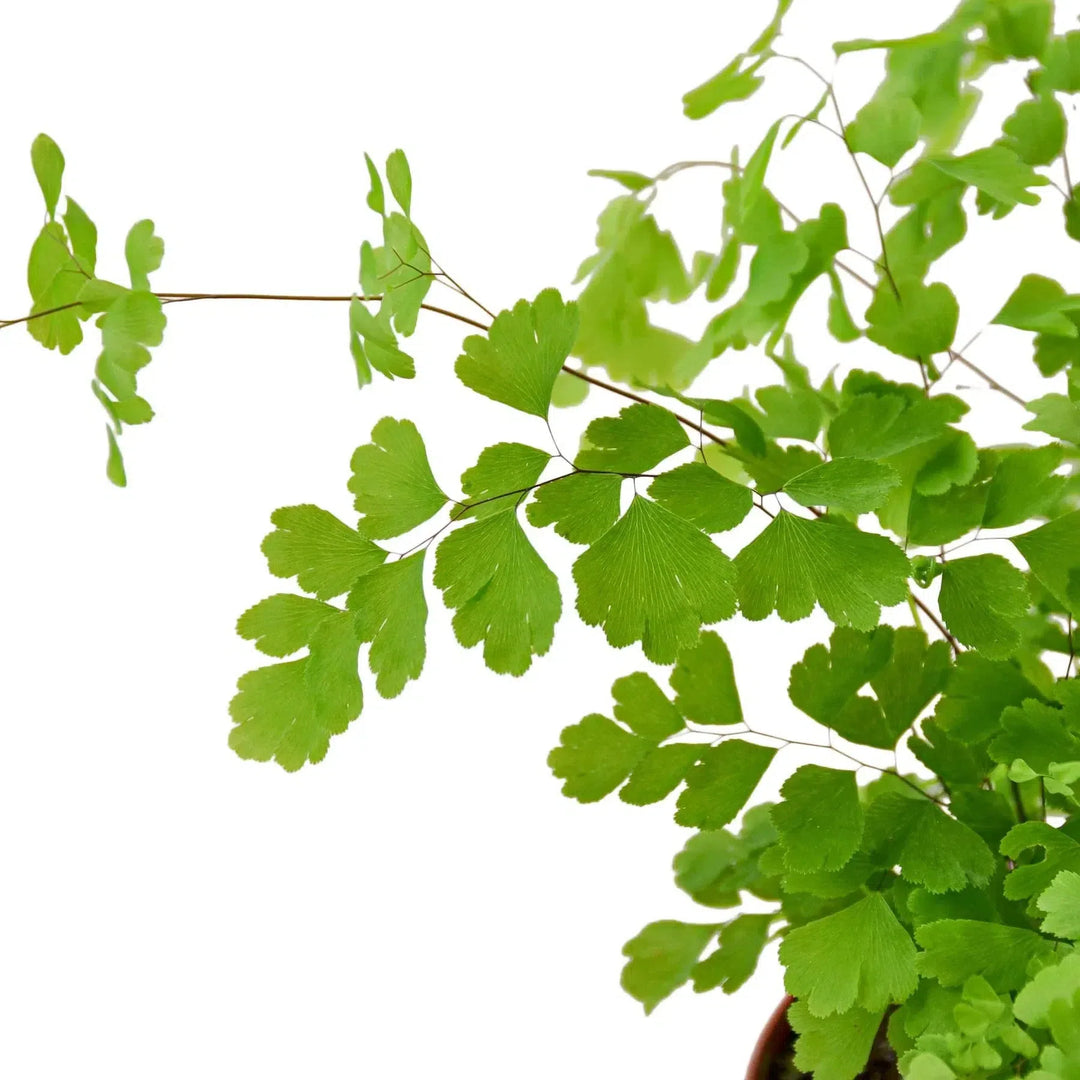 Maidenhair Fern-Indoor Plants-American Plant Supply