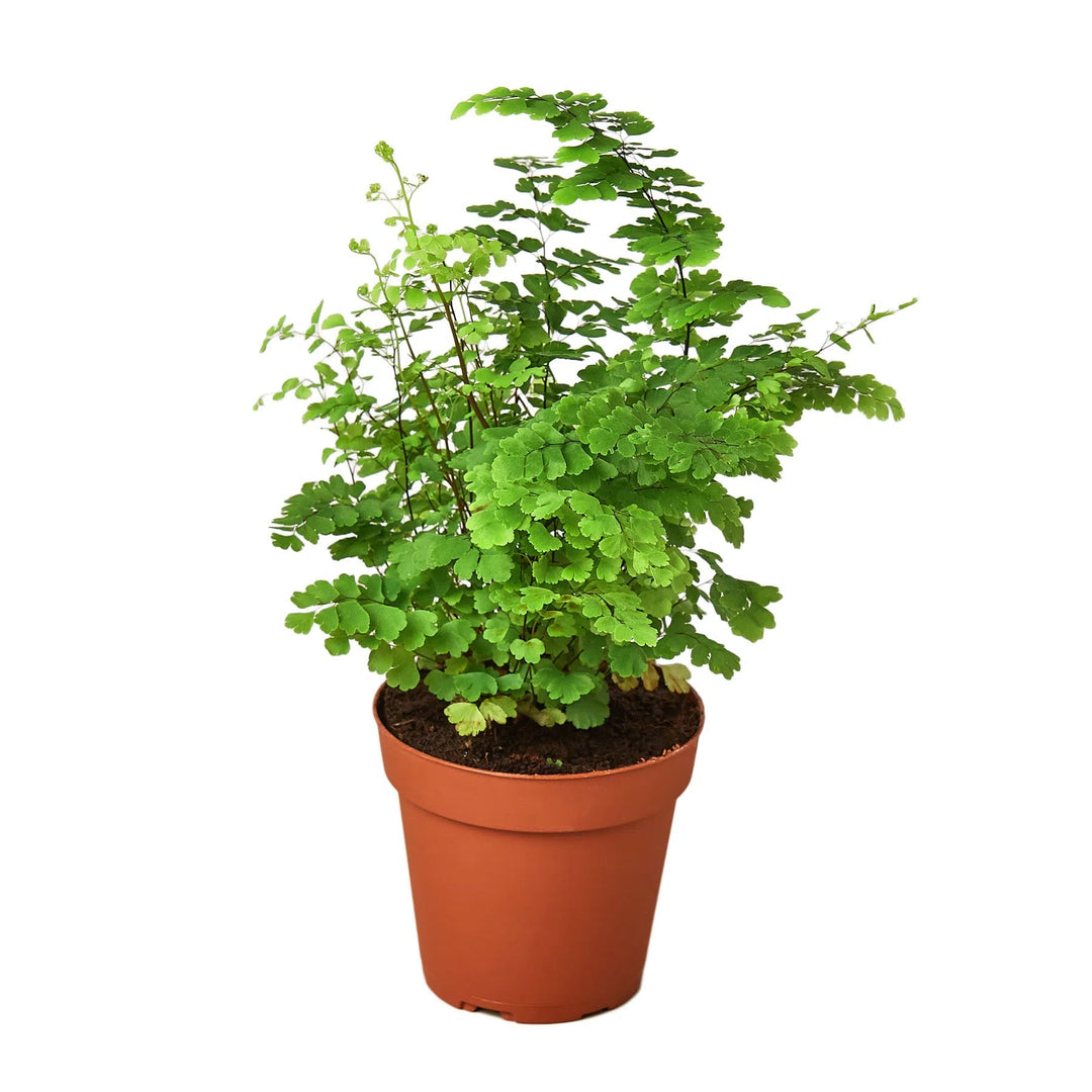 Maidenhair Fern-Indoor Plants-American Plant Supply