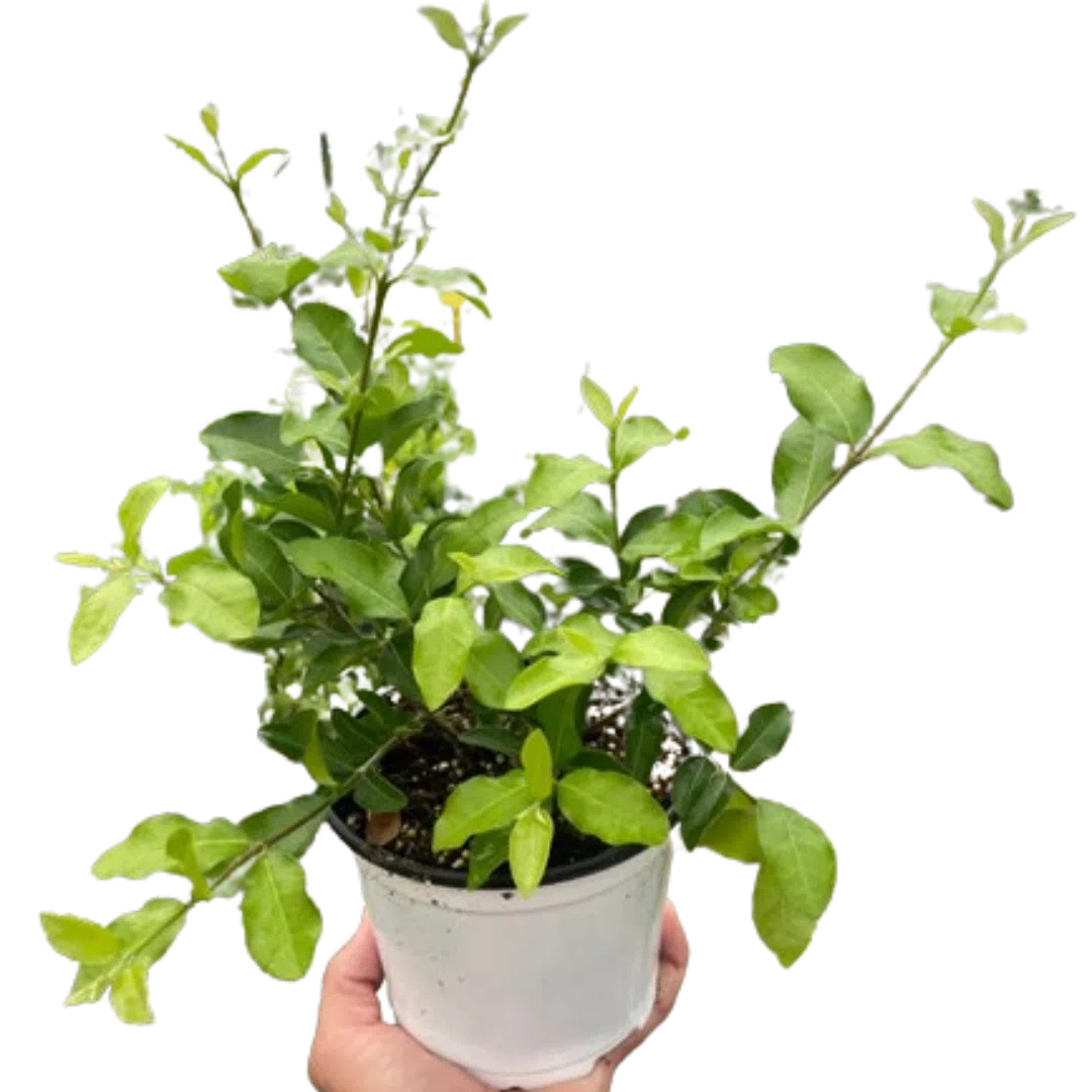 Malpighia Barbados Cherry-Indoor Plants-American Plant Supply