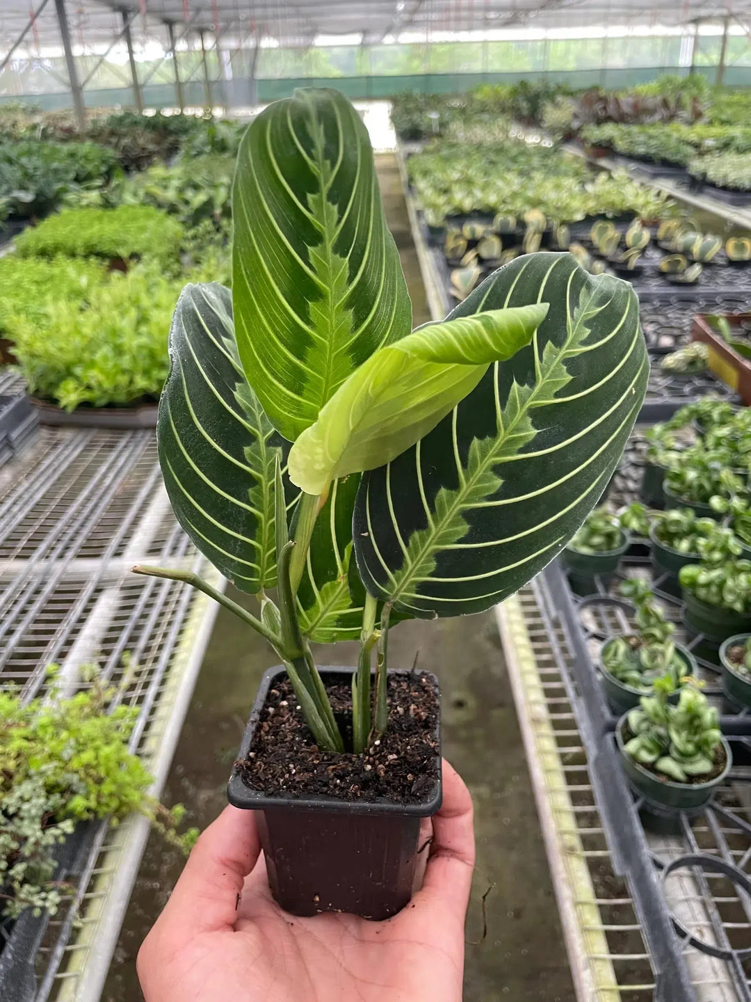 Maranta 'Lemon Lime'-Default-American Plant Supply