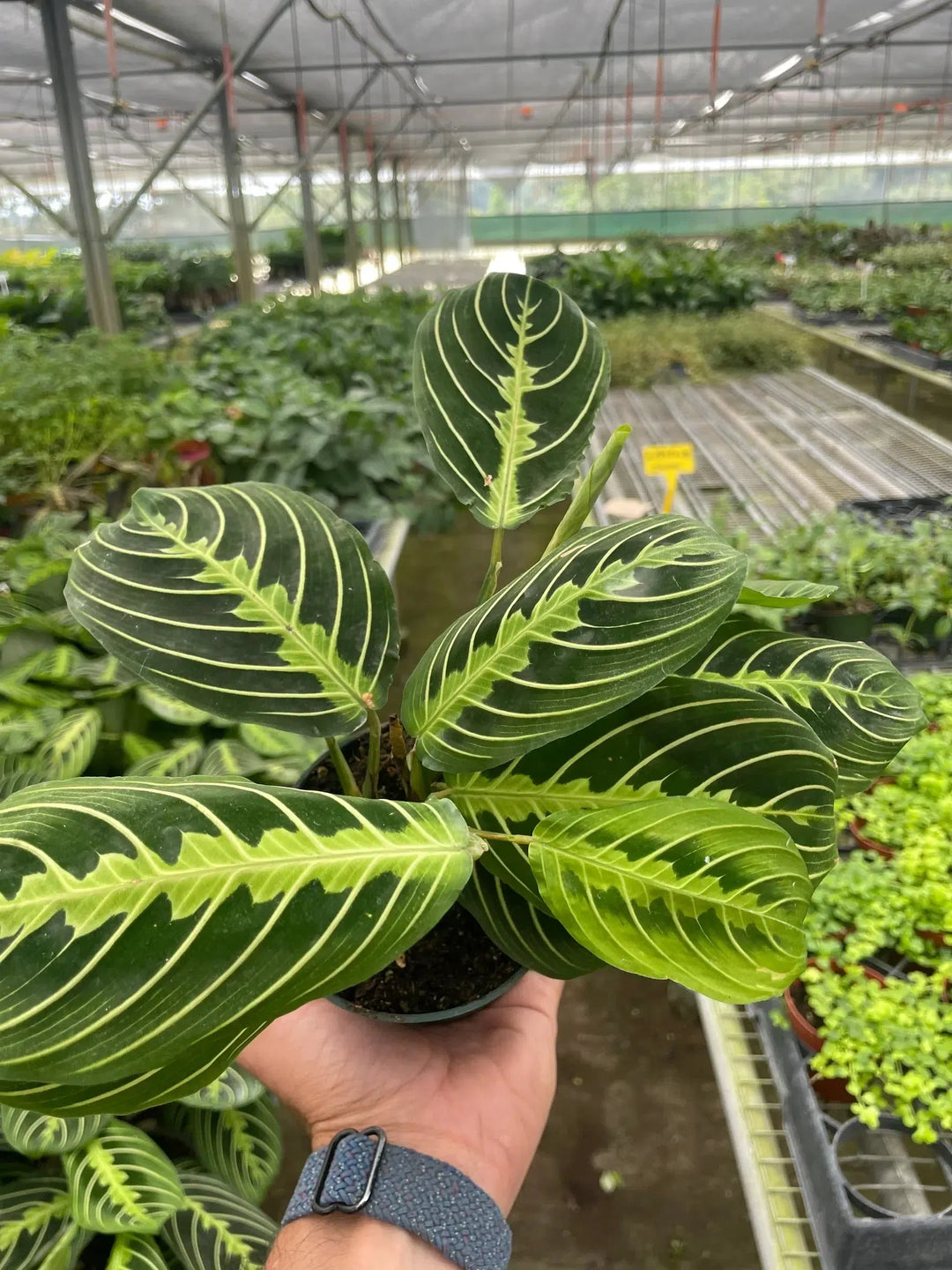 Maranta 'Lemon Lime'-Default-American Plant Supply