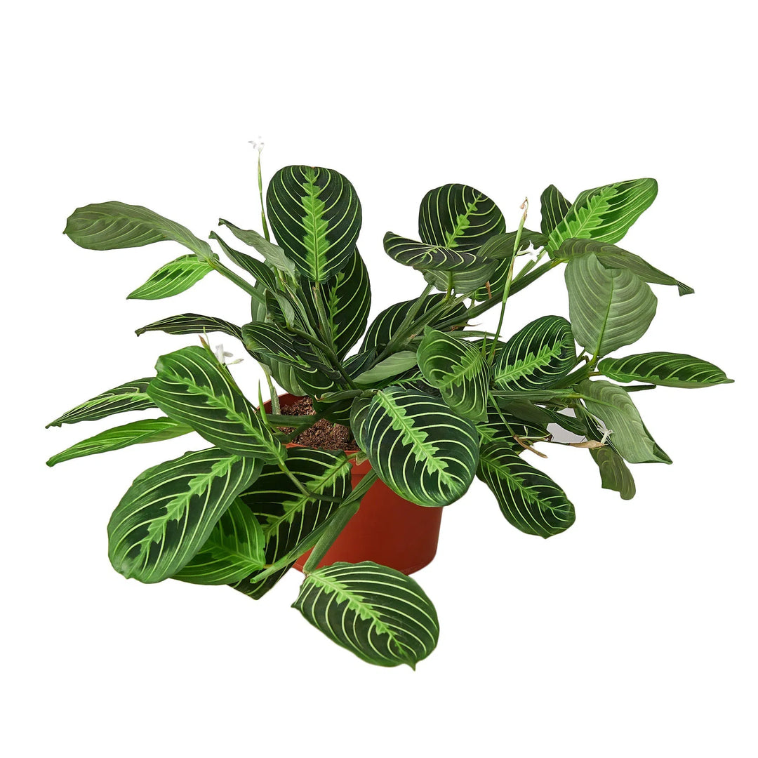 Maranta 'Lemon Lime'-Default-American Plant Supply