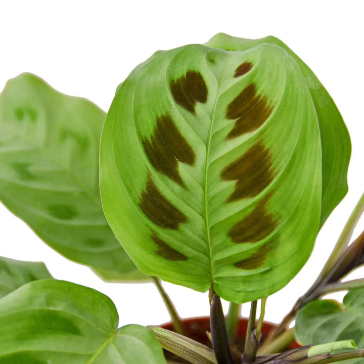 Maranta 'Leuconeura'-4" Plant (1pk/$2) ($6 Ship/15oz)-American Plant Supply