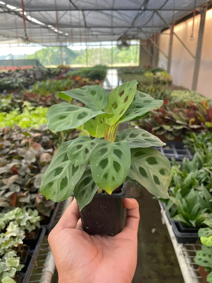 Maranta 'Leuconeura'-4" Plant (1pk/$2) ($6 Ship/15oz)-American Plant Supply