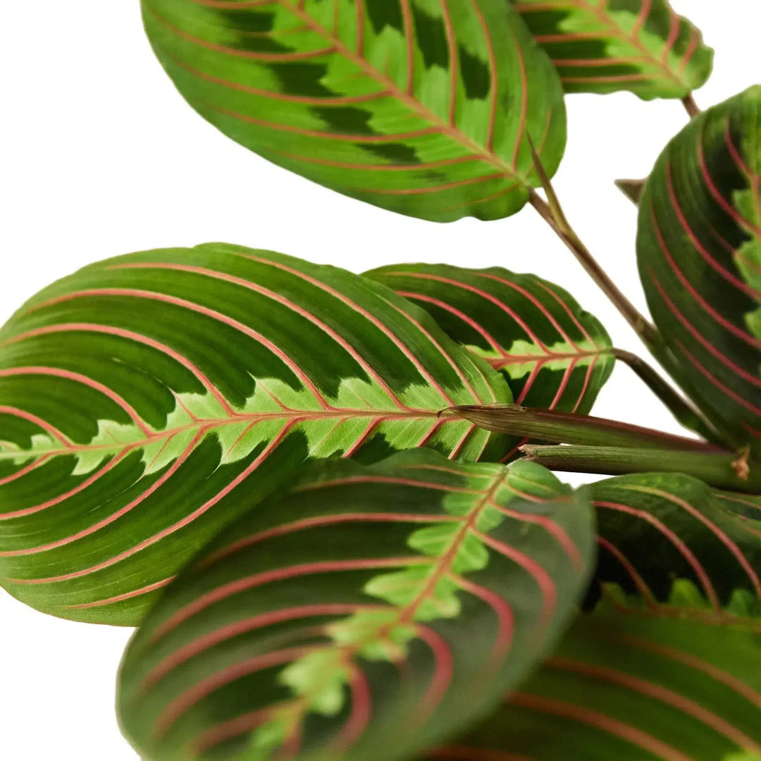 Maranta Red Prayer-Default-American Plant Supply