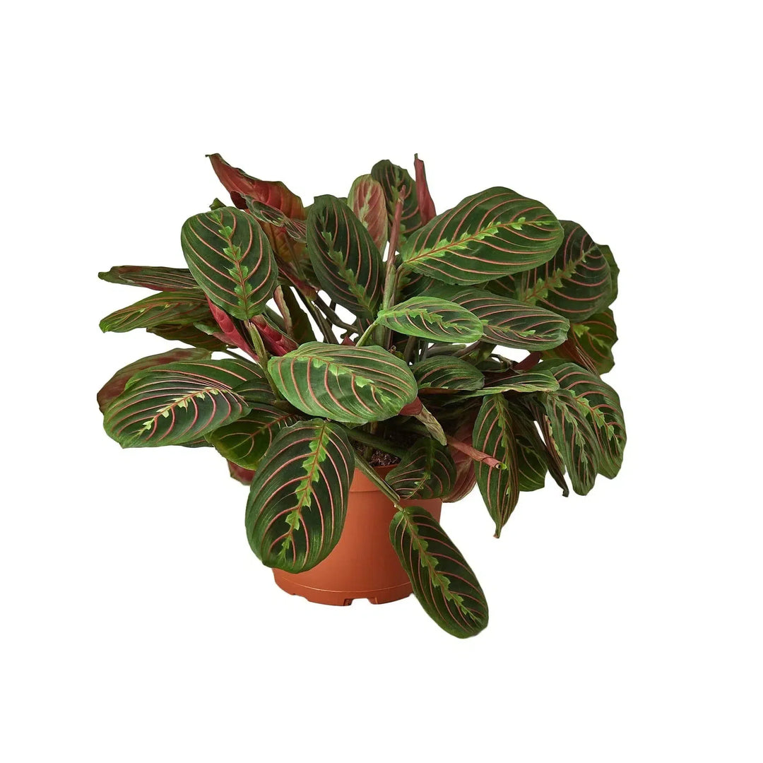 Maranta Red Prayer-Default-American Plant Supply