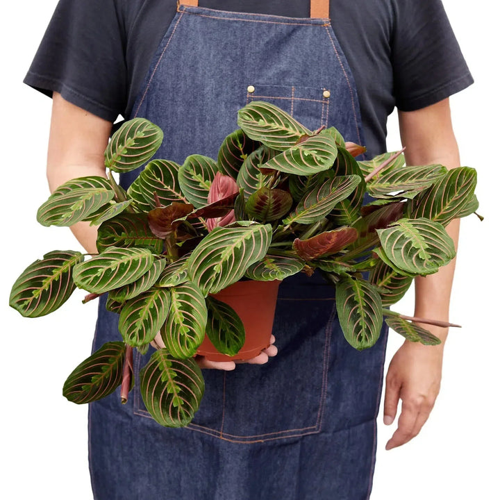 Maranta Red Prayer-Default-American Plant Supply