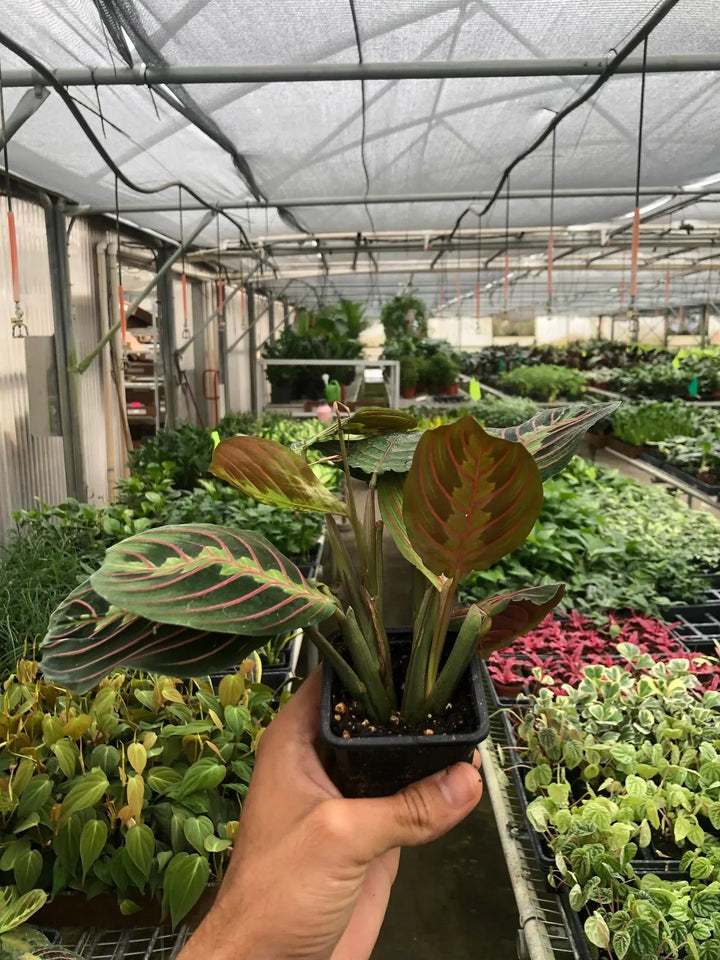 Maranta Red Prayer-Default-American Plant Supply