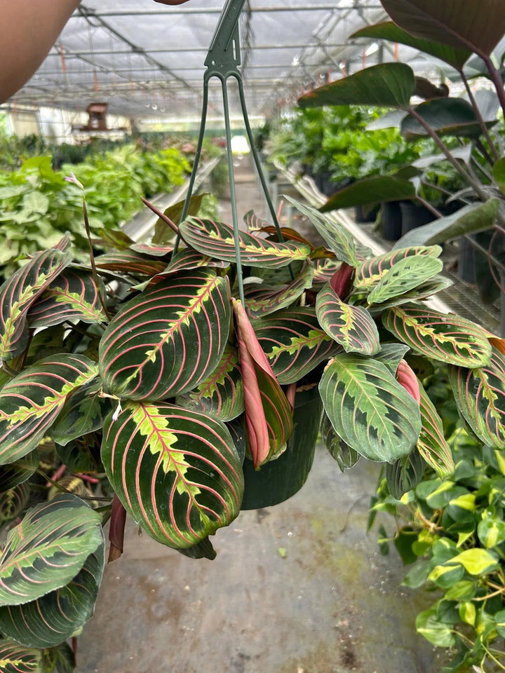 Maranta Red Prayer-Default-American Plant Supply