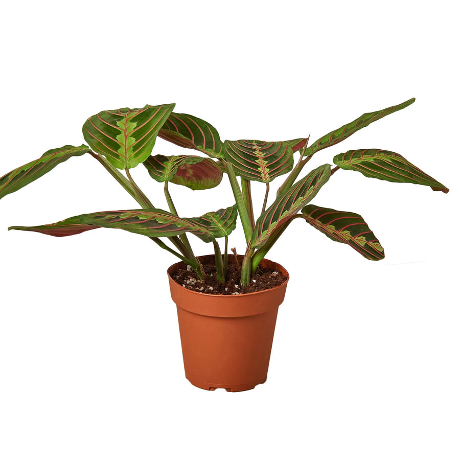 Maranta Red Prayer-Default-American Plant Supply