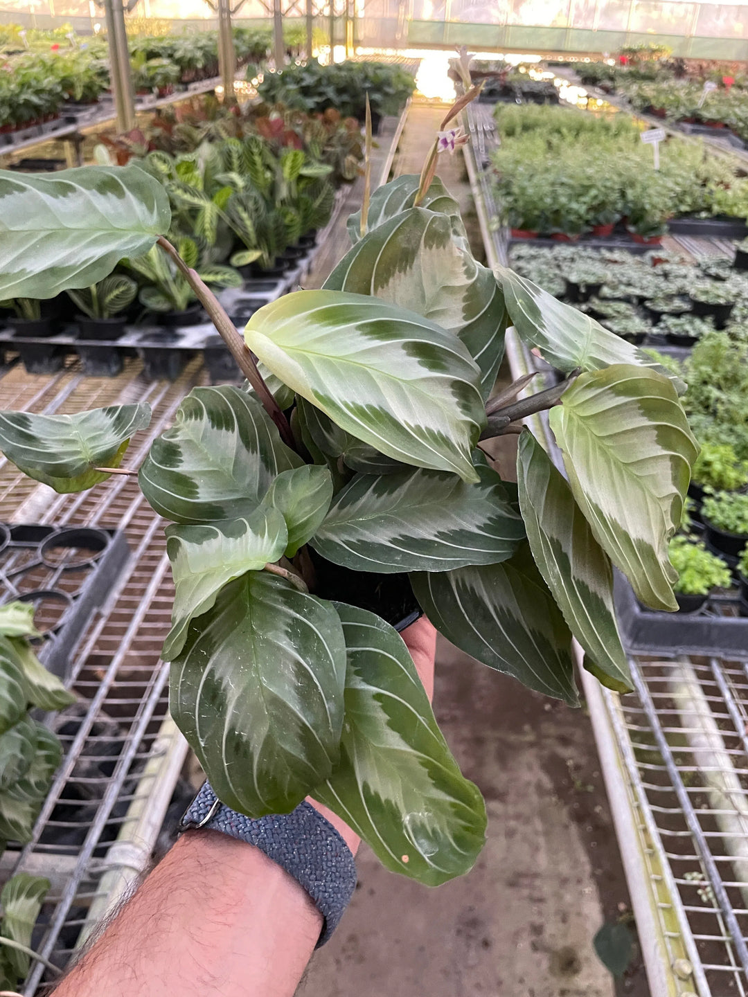 Maranta 'Silver Band'-Default-American Plant Supply