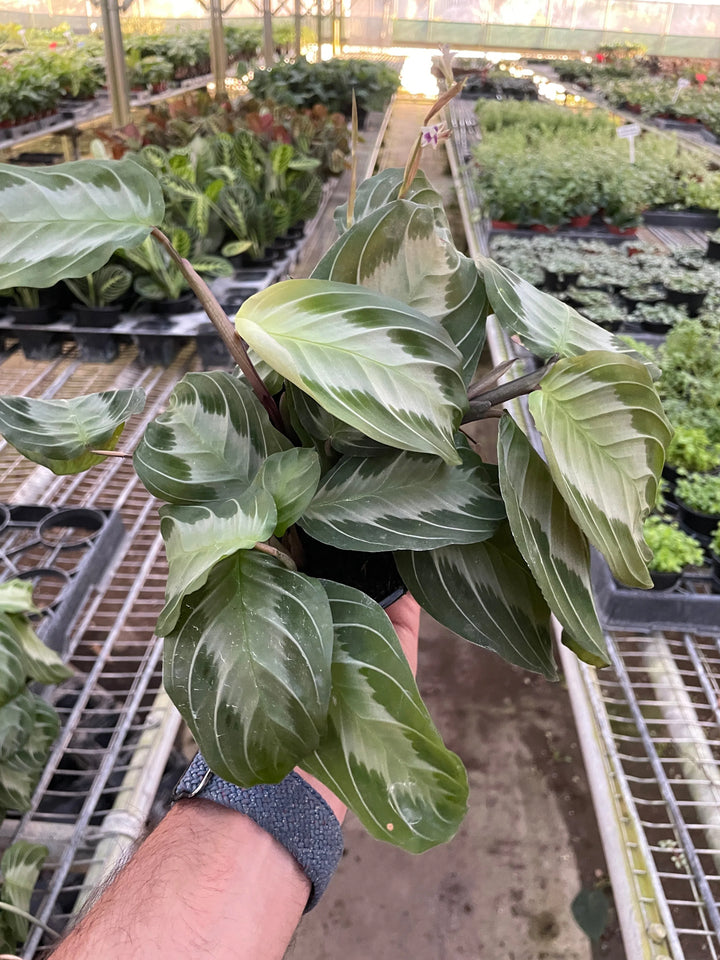 Maranta 'Silver Band'-Default-American Plant Supply