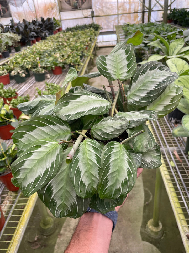 Maranta 'Silver Band'-Default-American Plant Supply