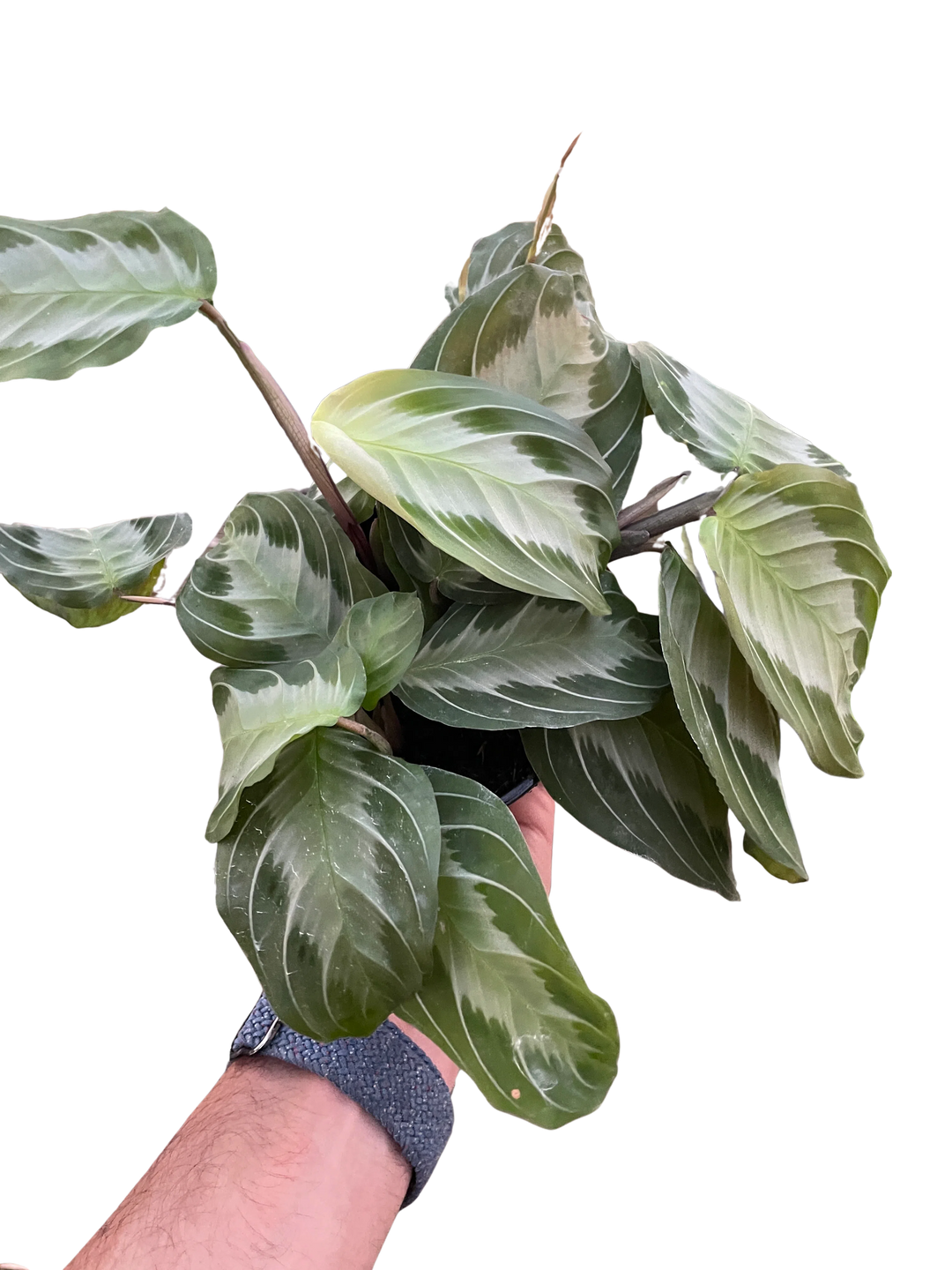 Maranta 'Silver Band'-Default-American Plant Supply