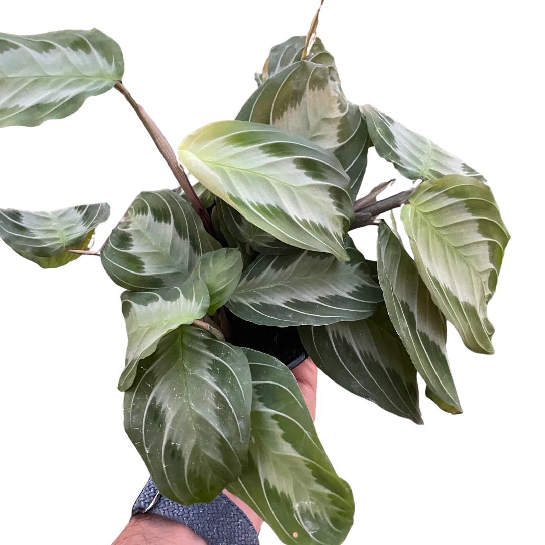 Maranta 'Silver Band'-Default-American Plant Supply