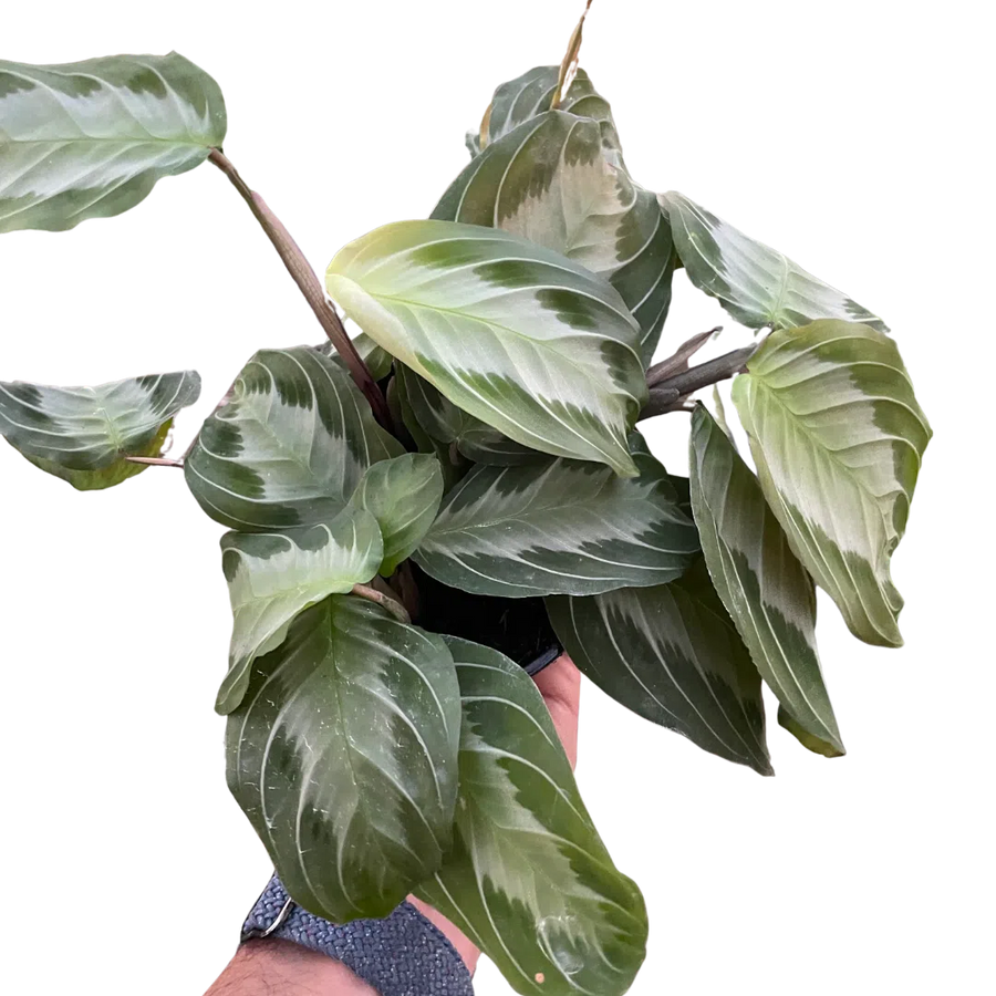 Maranta 'Silver Band'-Default-American Plant Supply