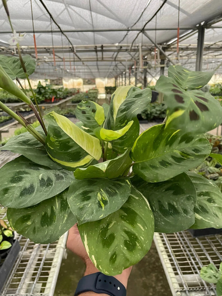 Maranta Variegated 'Beauty Kim'-Default-American Plant Supply