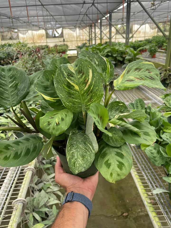 Maranta Variegated 'Beauty Kim'-Default-American Plant Supply