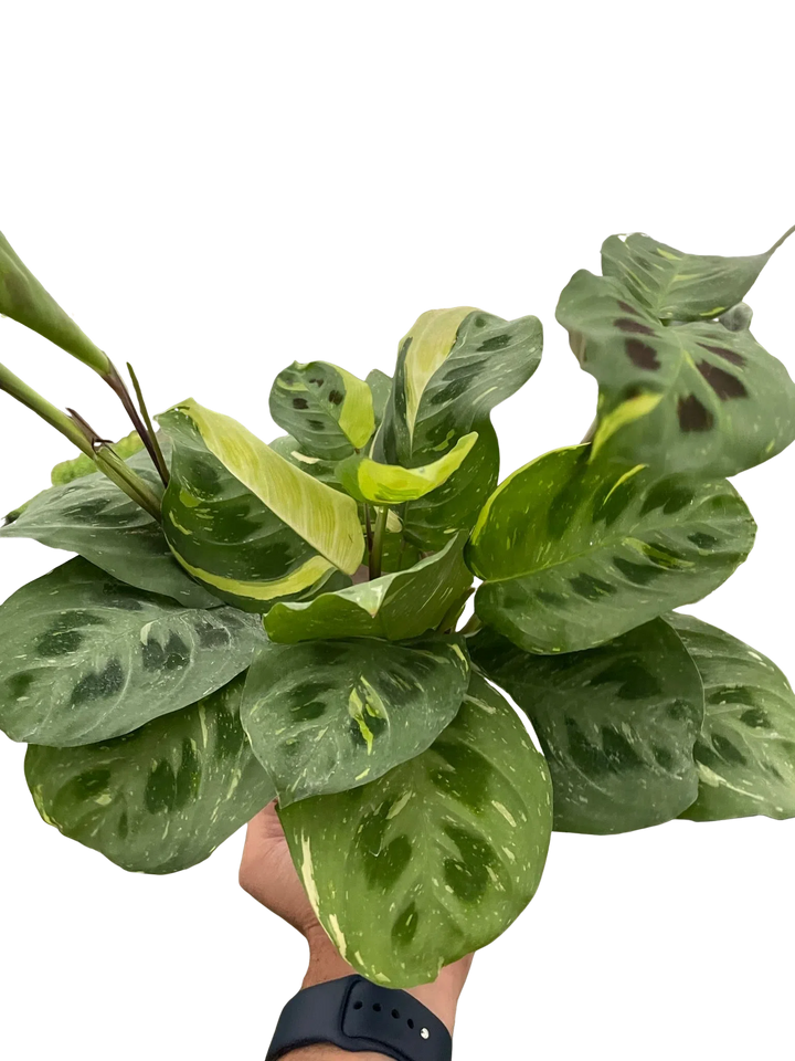 Maranta Variegated 'Beauty Kim'-Default-American Plant Supply