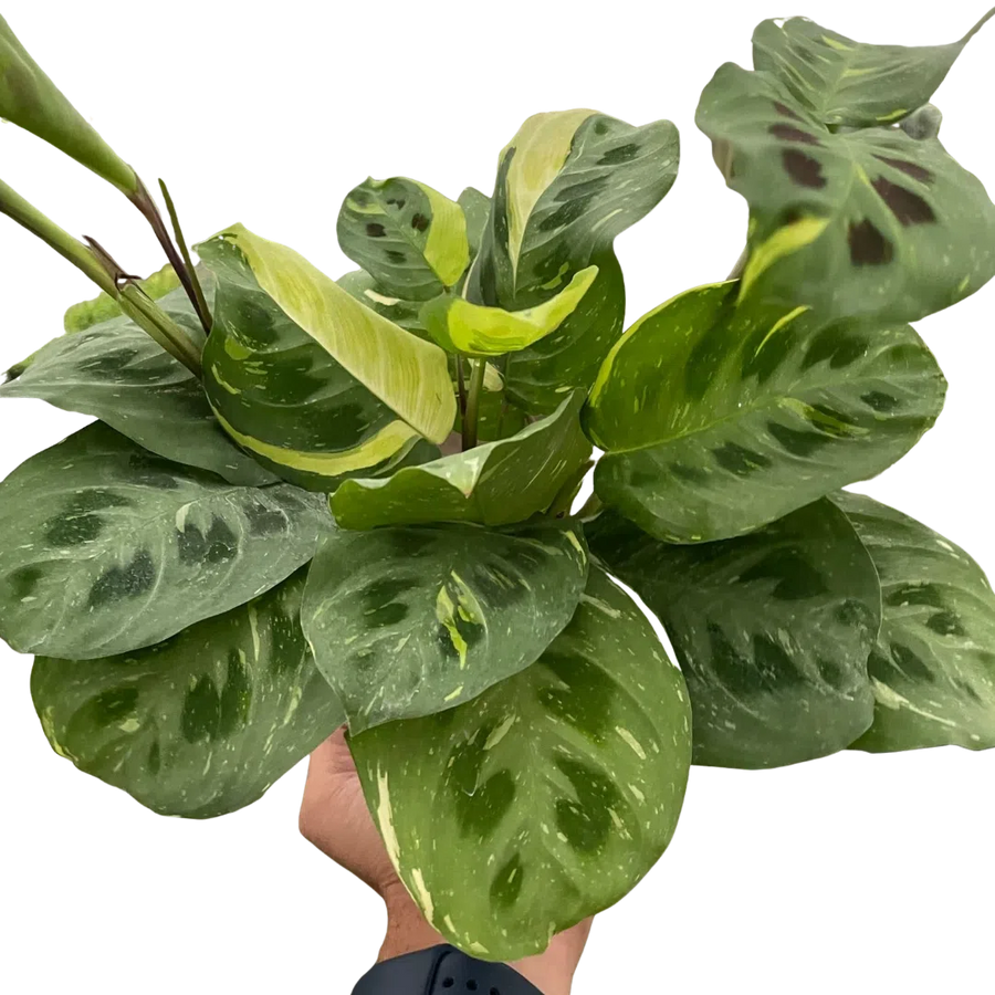 Maranta Variegated 'Beauty Kim'-Default-American Plant Supply