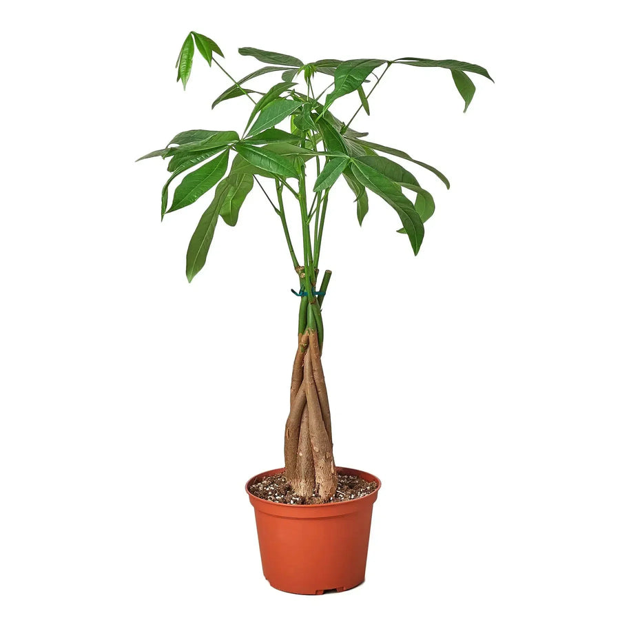 Money Tree 'Guiana Chestnut' Pachira Braid-Indoor Plants-10" Pot-Nursery Pot-American Plant Supply