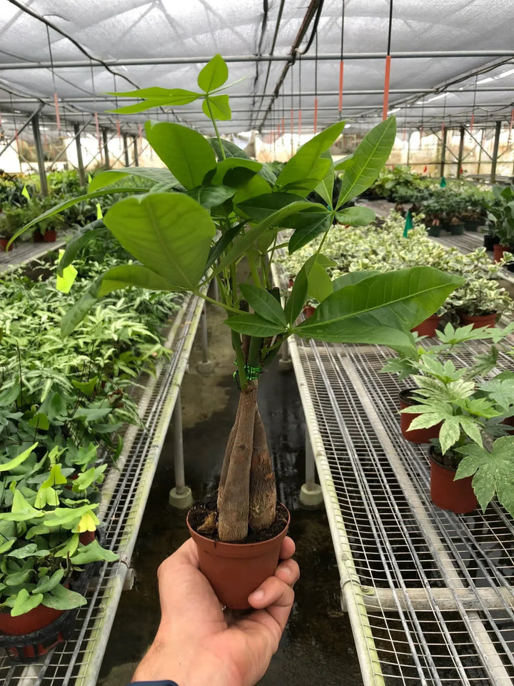 Money Tree 'Guiana Chestnut' Pachira Braid-Indoor Plants-3" Pot-Nursery Pot-American Plant Supply