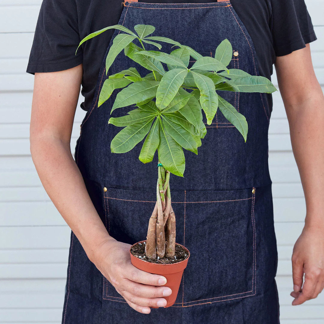 Money Tree 'Guiana Chestnut' Pachira Braid-Indoor Plants-4" Pot-Nursery Pot-American Plant Supply