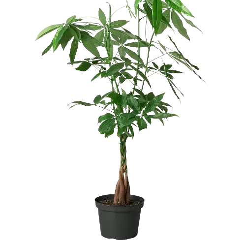 Money Tree 'Guiana Chestnut' Pachira Braid-Indoor Plants-8" Pot-Nursery Pot-American Plant Supply